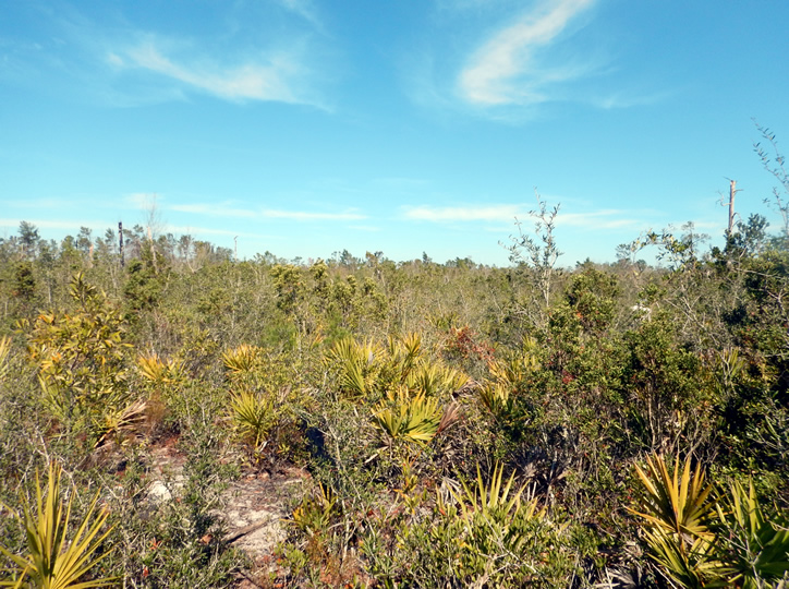 photo of sand-pine scrub